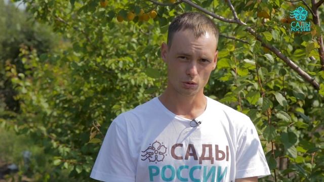 Абрикос Восторг