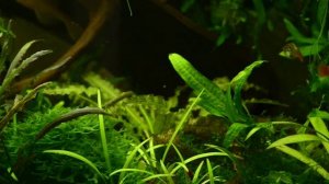 криптокорины и апоногетоны, аквариумные рыбки