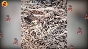 15 Times Bird Hunt Mercilessly