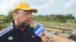 Прикол! Как в Белоруссии выращивают киви и ловят креветок