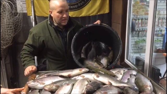 33 кг форели!!! Бешеный клев форели в Савельево-2!!! смотреть онлайн