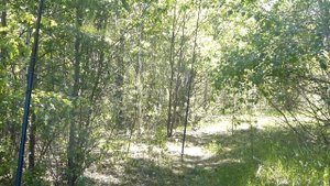 Ловля Соловья Красношейки