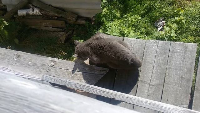 Кошка сошла с ума? Кошачий разговор. смотреть онлайн