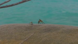 Отдых на Мальдивах в Four Seasons Resort - Maldives 4K