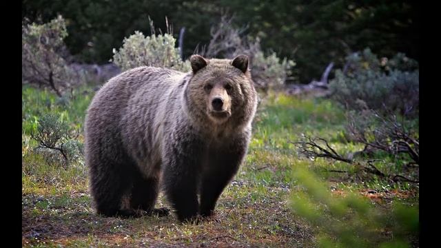 Самые Большие Медведи В Мире смотреть онлайн