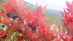 Черника Горная высокорослая Ягоды сахалина  т 89621222022