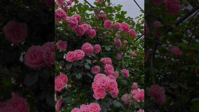 Красавчик Леонардо Да Винчи .Leonardo Da Vinci,Meilland,1993. смотреть онлайн