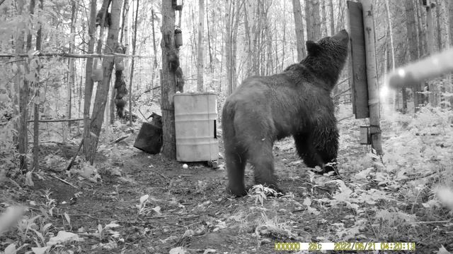 Видео о том, как медведь встретил зеркало в лесу. смотреть онлайн