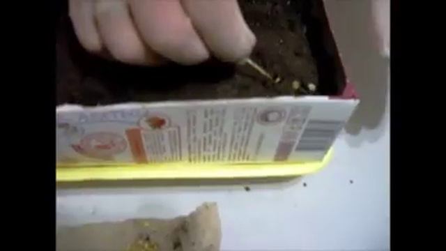 Посадка перца на рассаду без пикировки смотреть онлайн