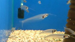 Стеклянный сом - Краткий обзор!