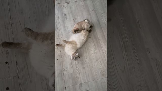 щенки мопса с кошкой 2 смотреть онлайн