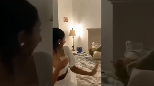 Смешные животные #98 #shorts