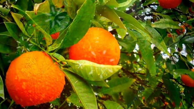МАНДАРИНЫ ПОЛЬЗА? mandarin полезные свойства, польза мандаринов