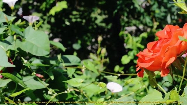 Эту музыку можно слушать вечно🌺Божественная музыка трогает душу🌺Красивые весенние мелодии #10