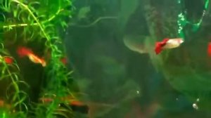 Гуппи в аквариуме.