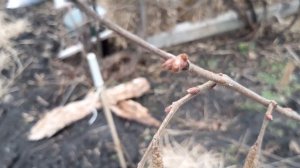 Фундук и черенки.