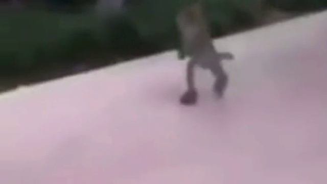 СМЕШНАЯ СКЛЕЙКА