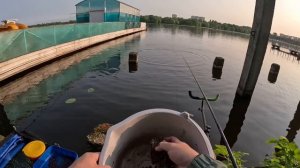 Котовский залив, Рыбалка на маховую удочку Волжанка Оптима,  ловим Леща на поплавок )) Долгопрудный