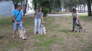 дрессировка Хаски: команда рядом
