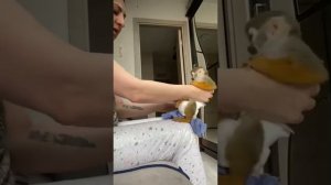Как одеть памперс обезьяне