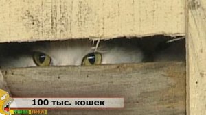 КАК КИТАЙЦЫ ЕДЯТ КОШЕК!!!
