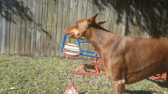 Doberman CRUNCHES Deer Spine | Prey Model Raw | Bone Crushing Doberman смотреть онлайн