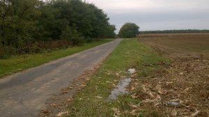 Suzuki GSF 250 Bandit with Akrapovic replica exhaust