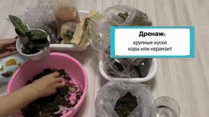 Три причины пересадки "Венериных башмачков". Пересаживаю новые пафиопедилумы!