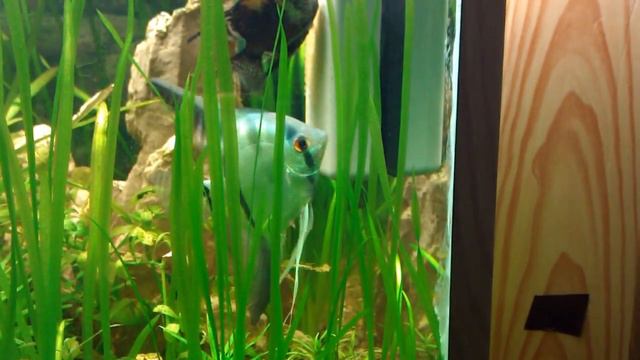 Нерест Скалярий на магнитный скребок смотреть онлайн