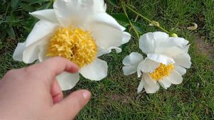 півонія Мун оф Ніппон peaonia peony moon of Nippon