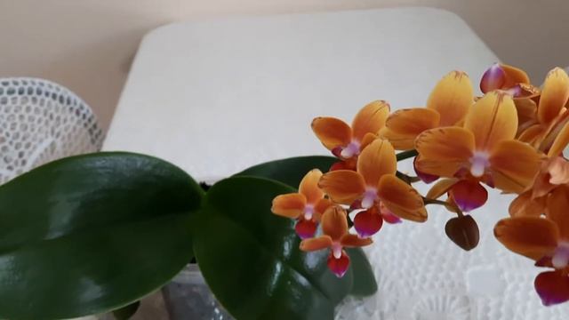 3.02.2022г. Лимпопо смотреть онлайн