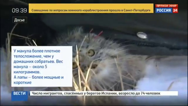 Уникальные съемки показали тайную жизнь манула