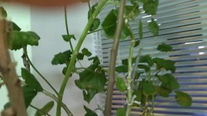 Легкая рука.mp4