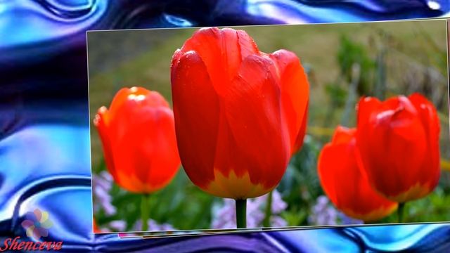 Весеннего вам настроения! Красивая музыка для души. Видеорелакс.