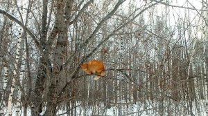 Кота бросили в лесу