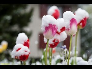 СНЕГ В СМОЛЕНСКЕ 11.05.2017  UHD(4K)