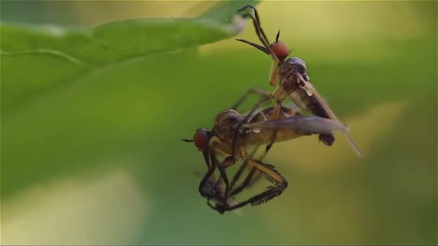 Mating empididae смотреть онлайн