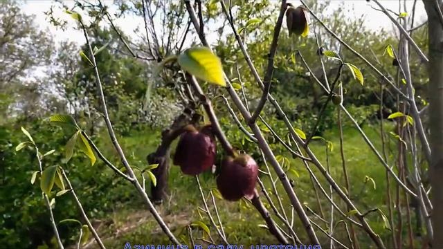 Первое цветение азимины.