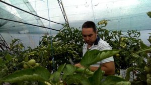 Как вырастить томаты ( помидоры) в теплице? Выращивание томатов  в теплицах