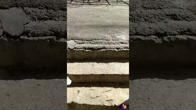 Объявление для зрителей#прогулка с нашим Арчи# смотреть онлайн