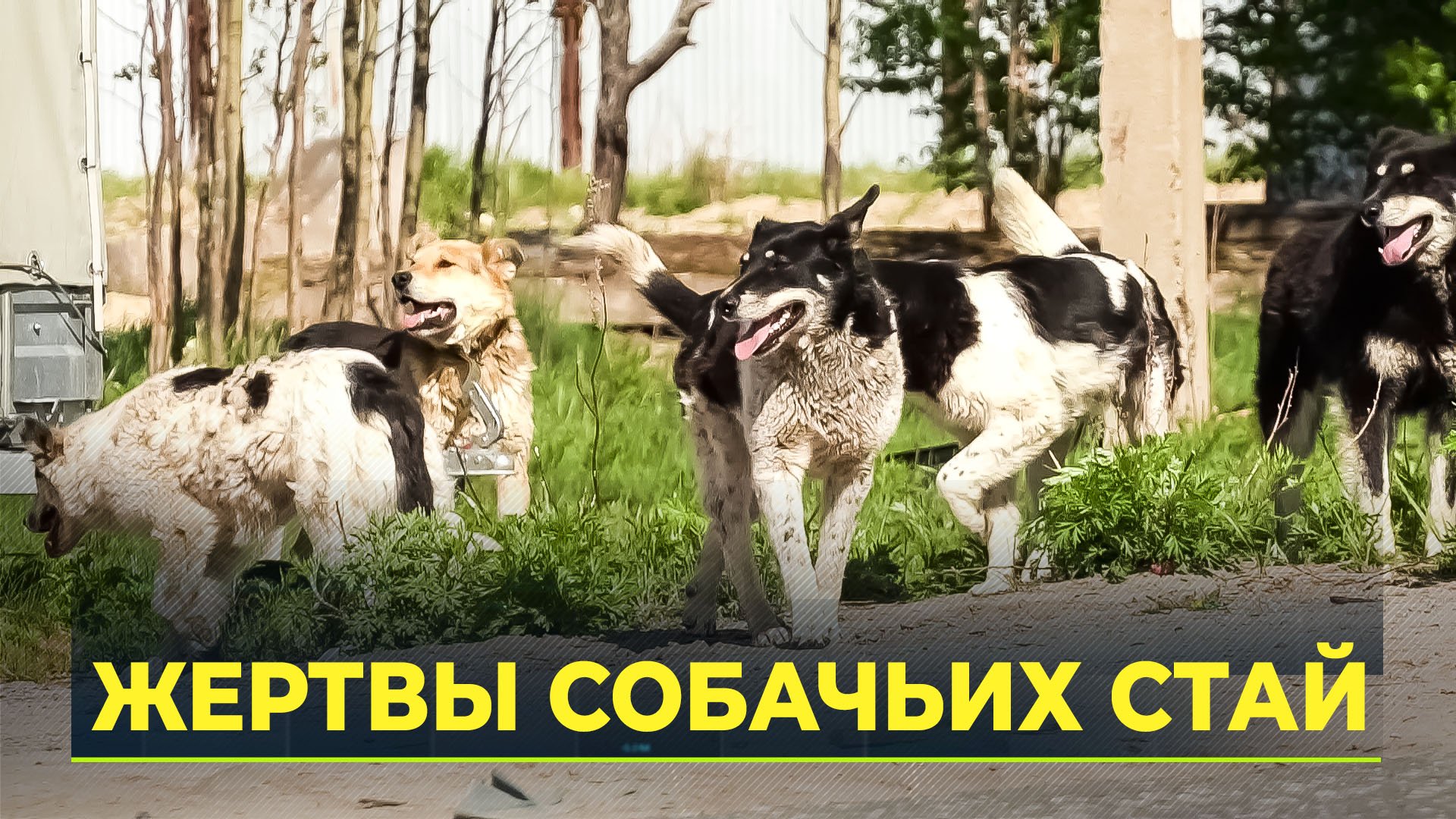 В Ноябрьске пёс укусил очередного ребёнка