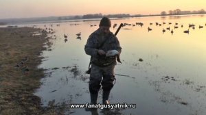 Охота на утку и гуся. Весна 2013