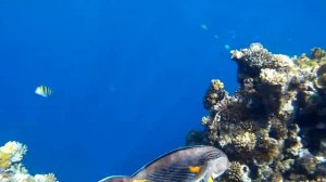 Снорклинг на Красном море, Шарм Эль Шейх (1)