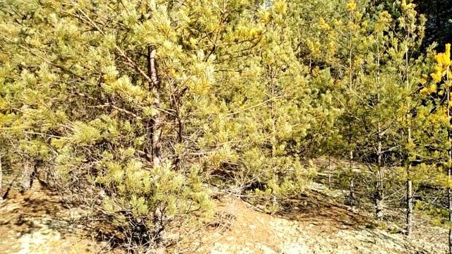 Экскурсия на озеро Любань 22.02.2020 смотреть онлайн