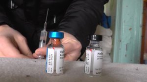 Как сделать прививку собаке в домашних условиях.