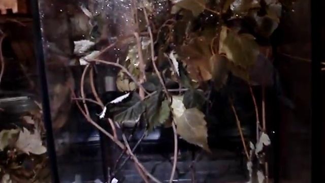 Палочники зимой часть 3 смотреть онлайн