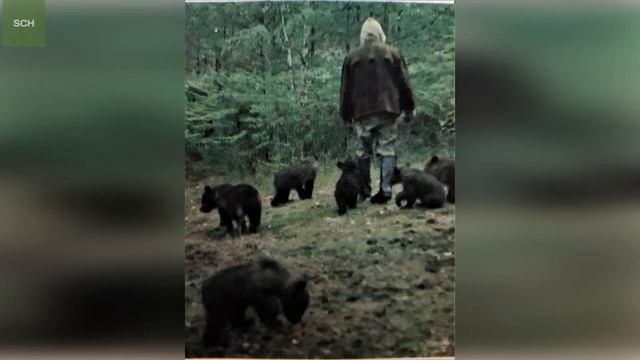 МЕДВЕДЬ. Бурый медведь - зверь охотничий. Bear. смотреть онлайн