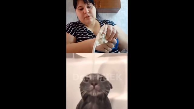 МЕМЫ ИЗ ТИКТОКА РОФЛЯННАЯ СОЛЯНКА. 41 смотреть онлайн