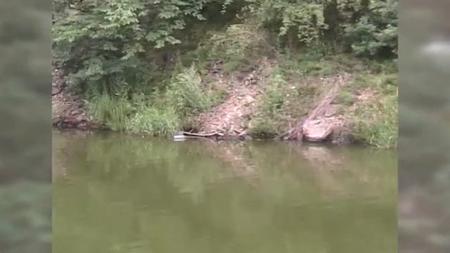 Alla Pavlova Impromptu for violin and piano смотреть онлайн