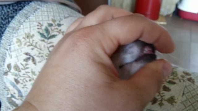 БОН ФО ШОУ УДАЧА